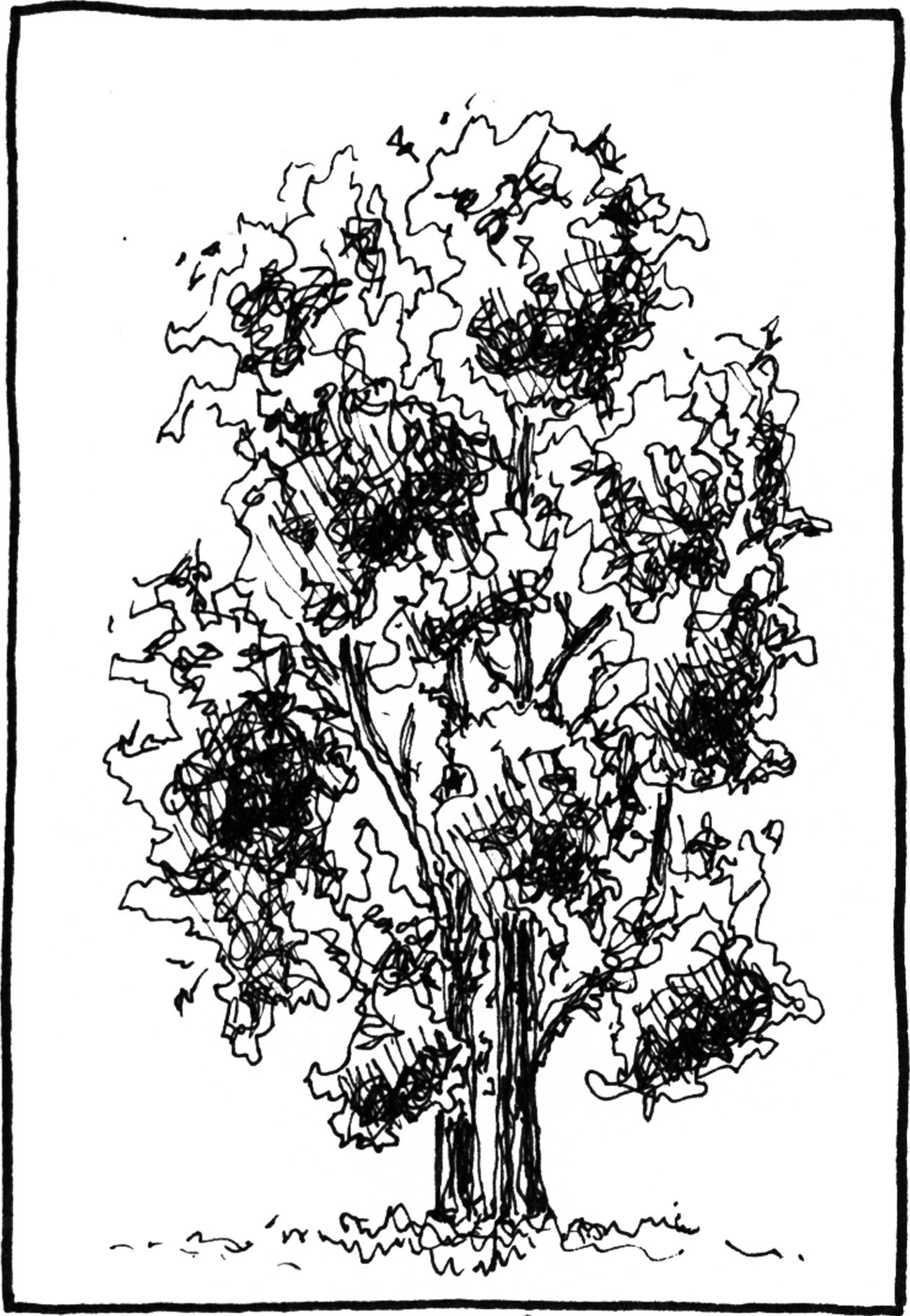 Chamaecyparis lausoniana - Drawing by Camillo Visini