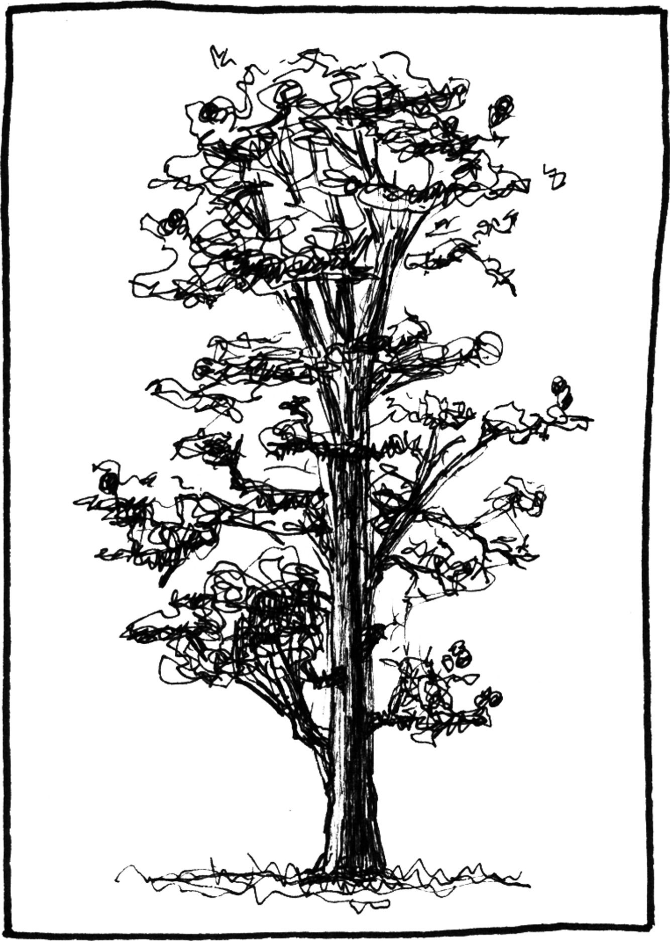 Pinus jefferyi - Drawing by Camillo Visini
