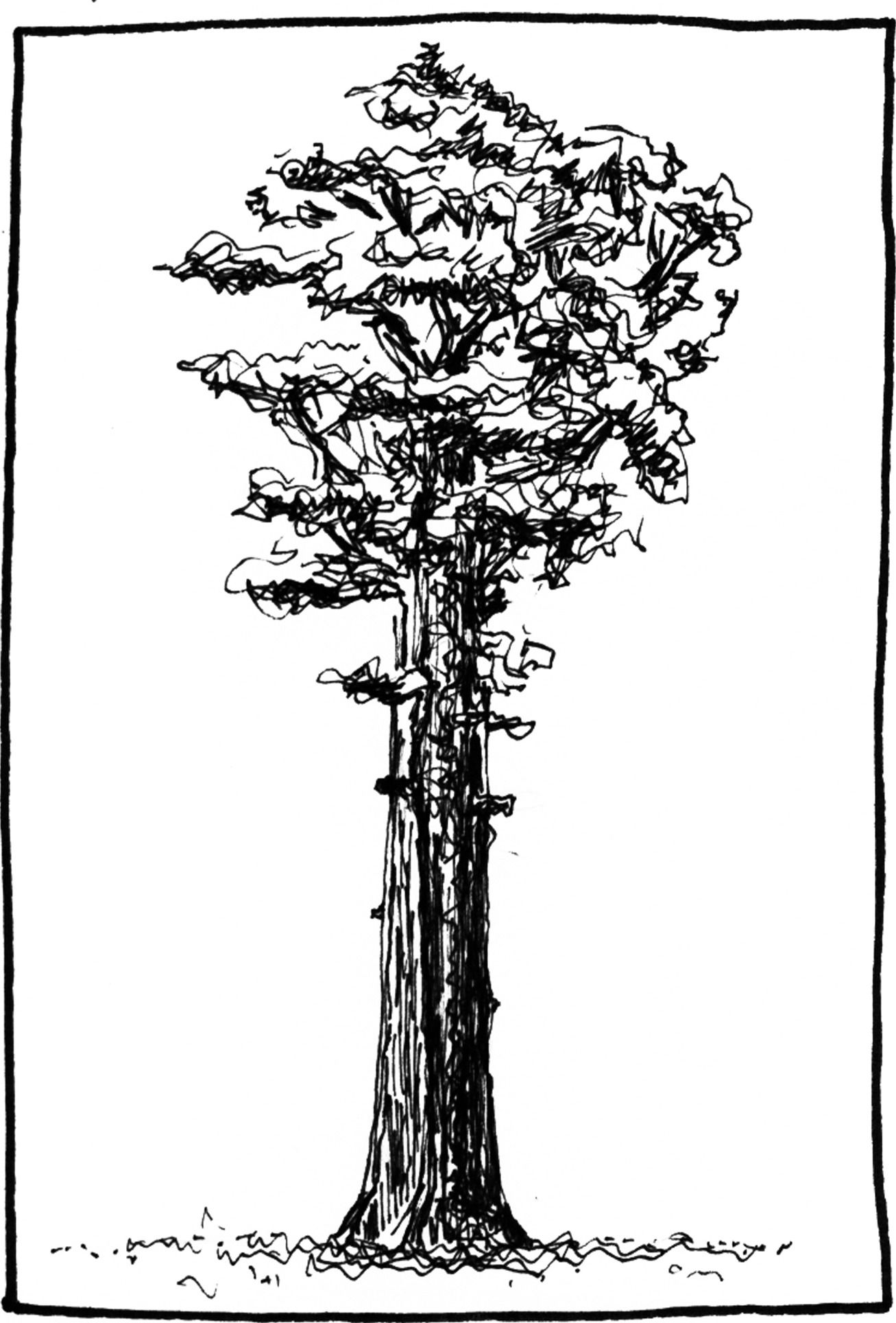 Sequoiadendron giganteum - Drawing by Camillo Visini