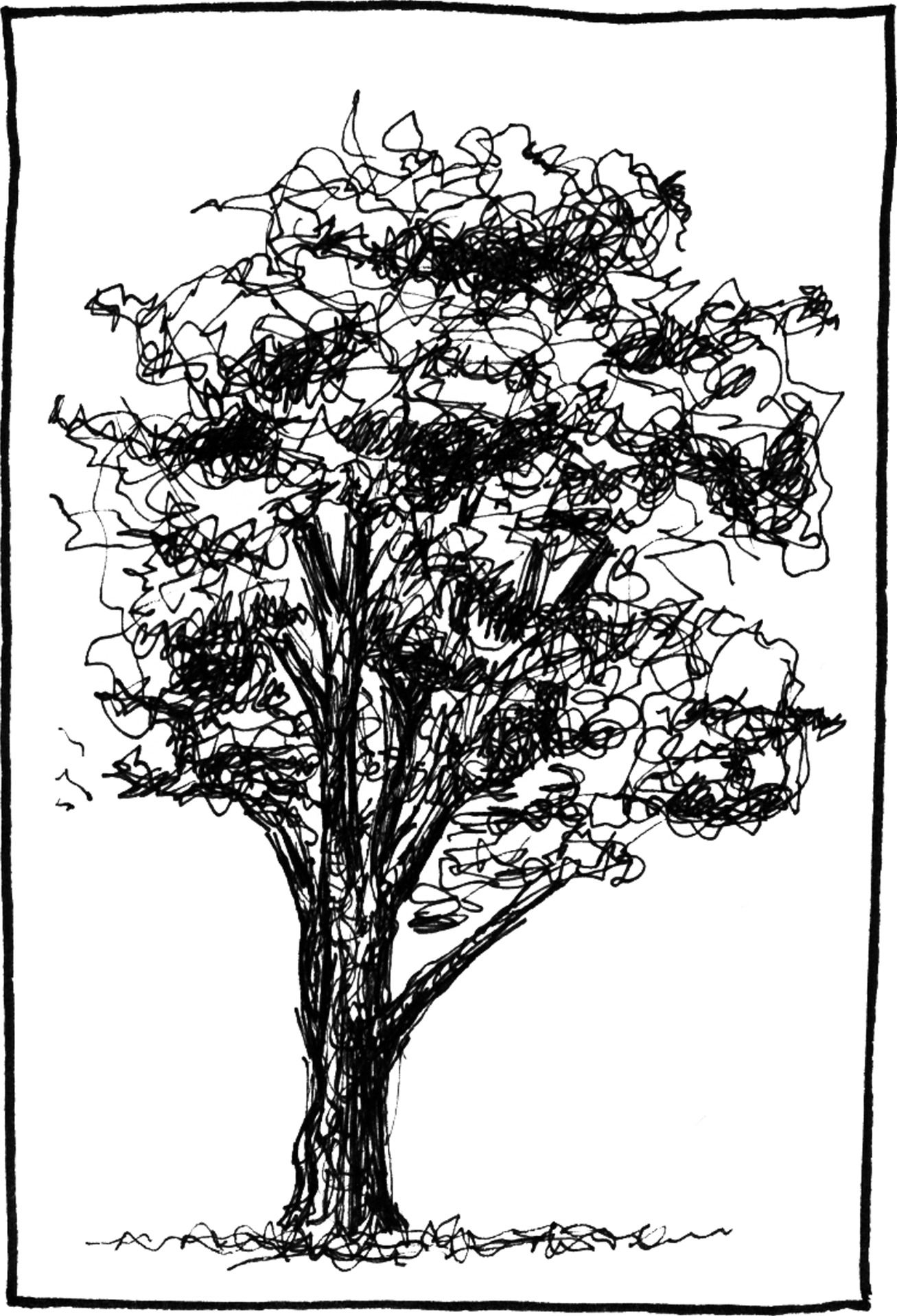 Quercus agrifolia - Drawing by Camillo Visini