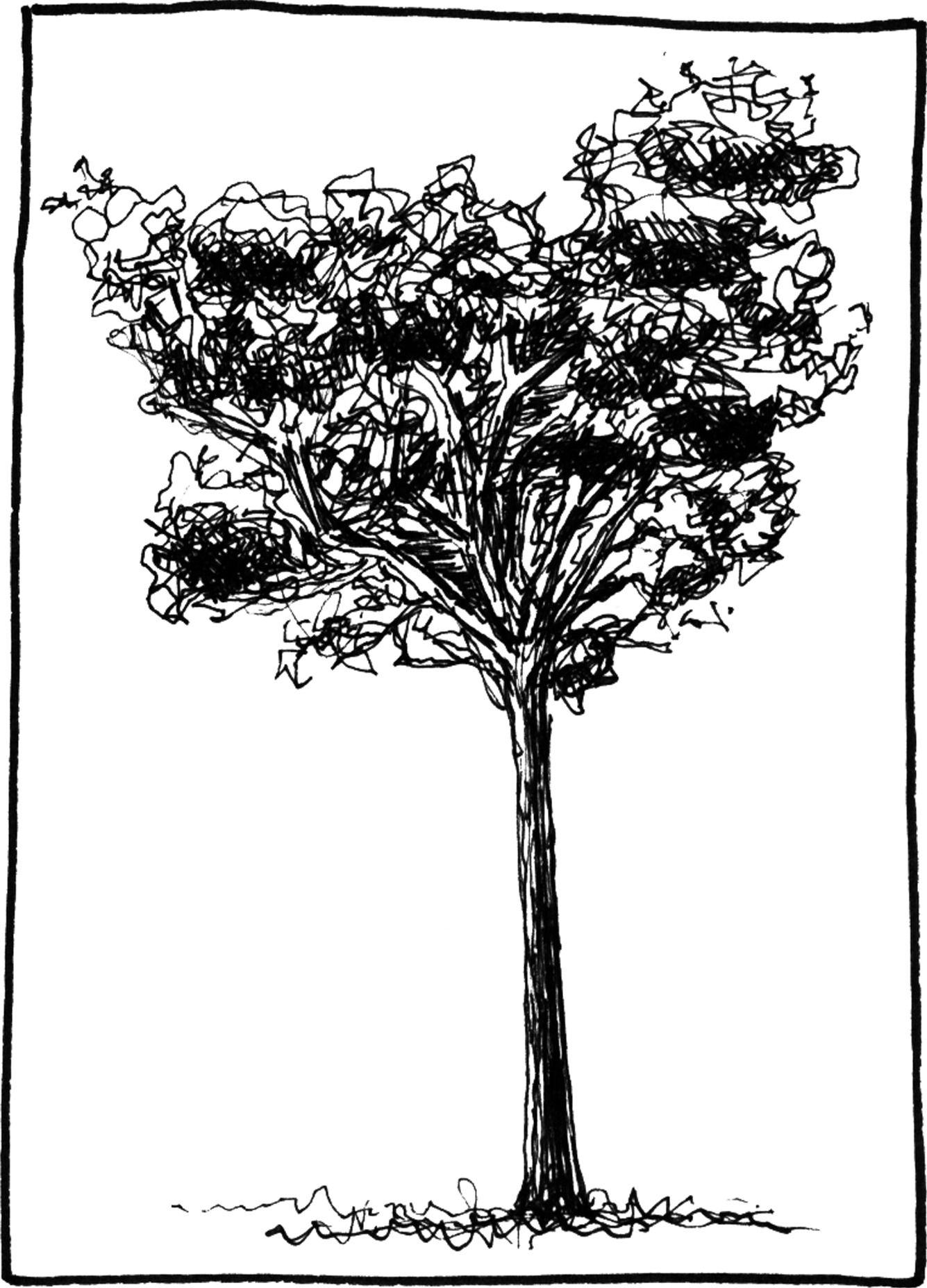 Canymbia citriodona - Drawing by Camillo Visini