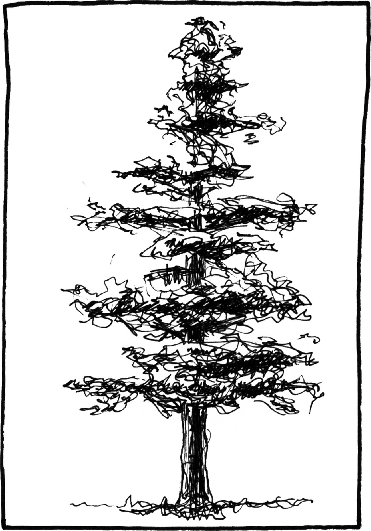 Pinus attenuata - Drawing by Camillo Visini
