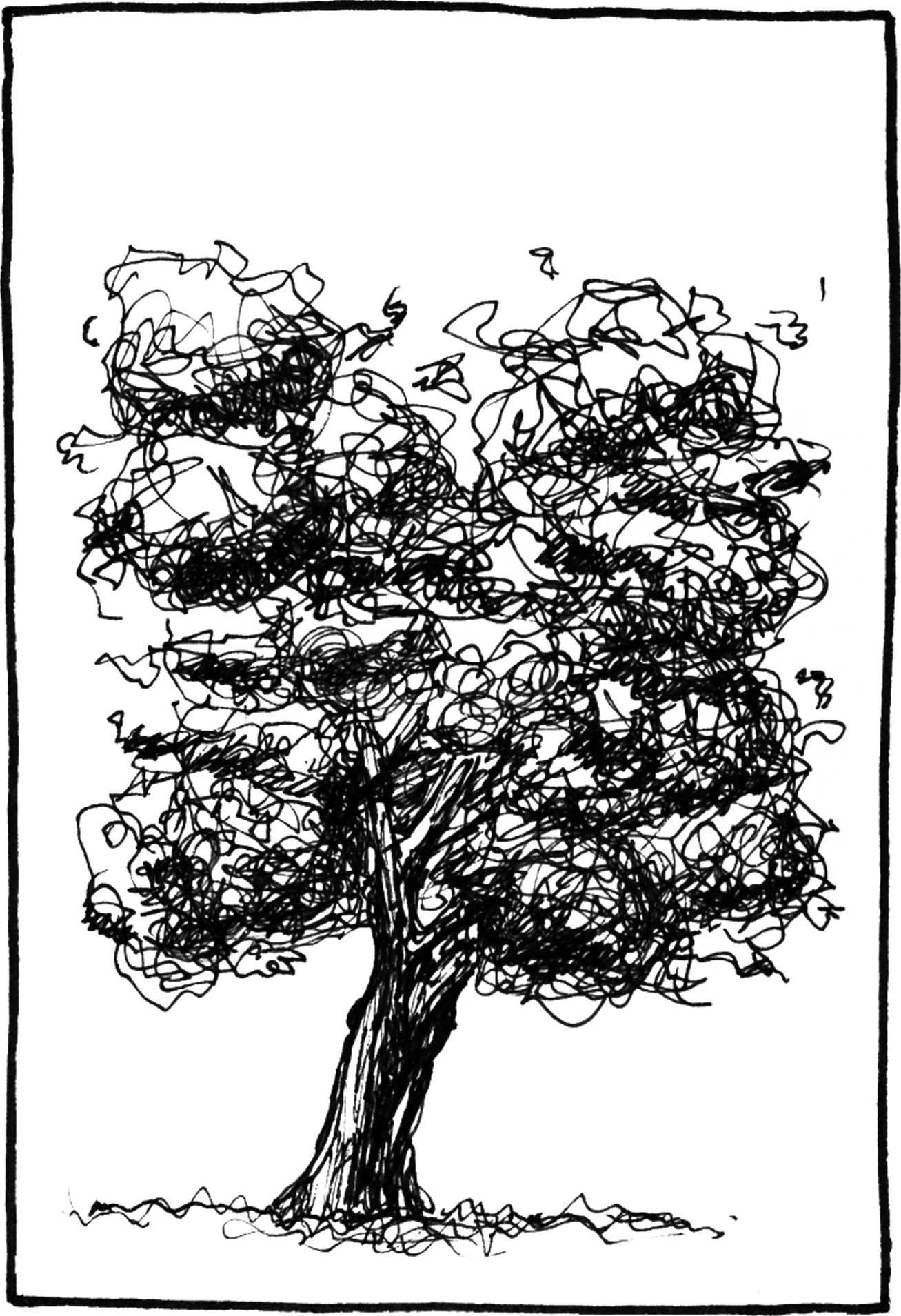 Corimbia ficifolia - Drawing by Camillo Visini