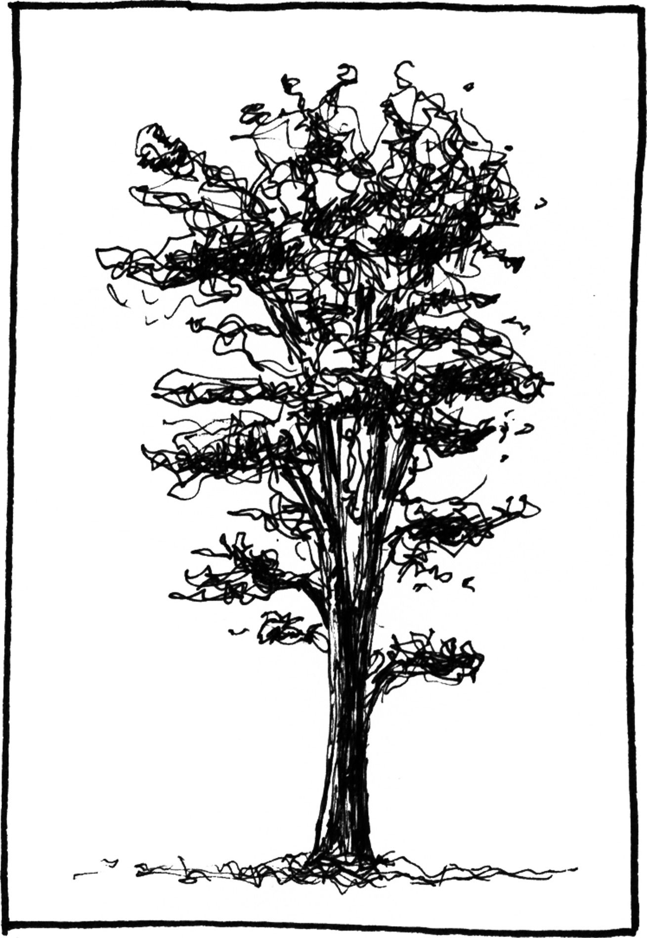 Pinus contorta - Drawing by Camillo Visini