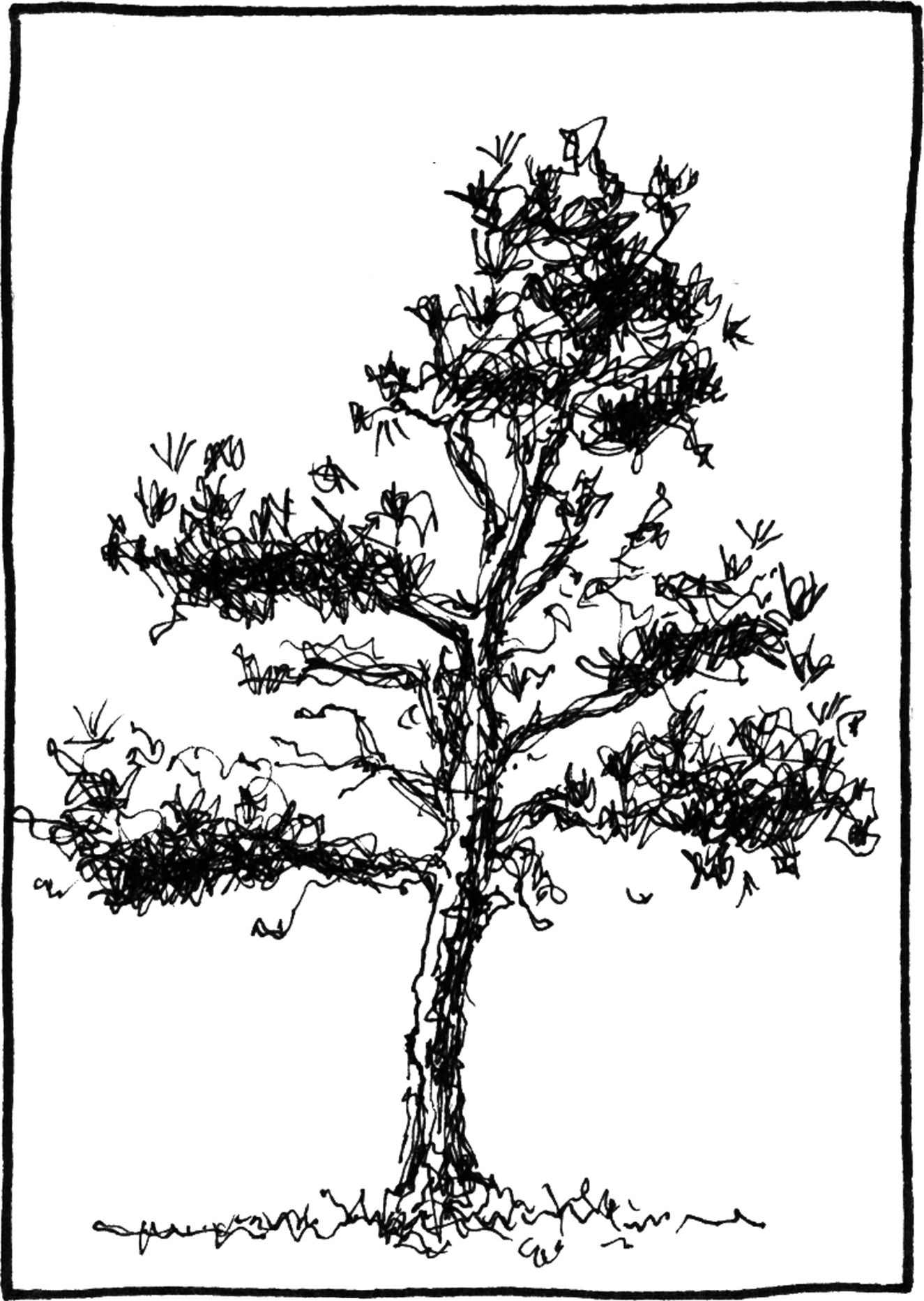 Pinus farreyana - Drawing by Camillo Visini