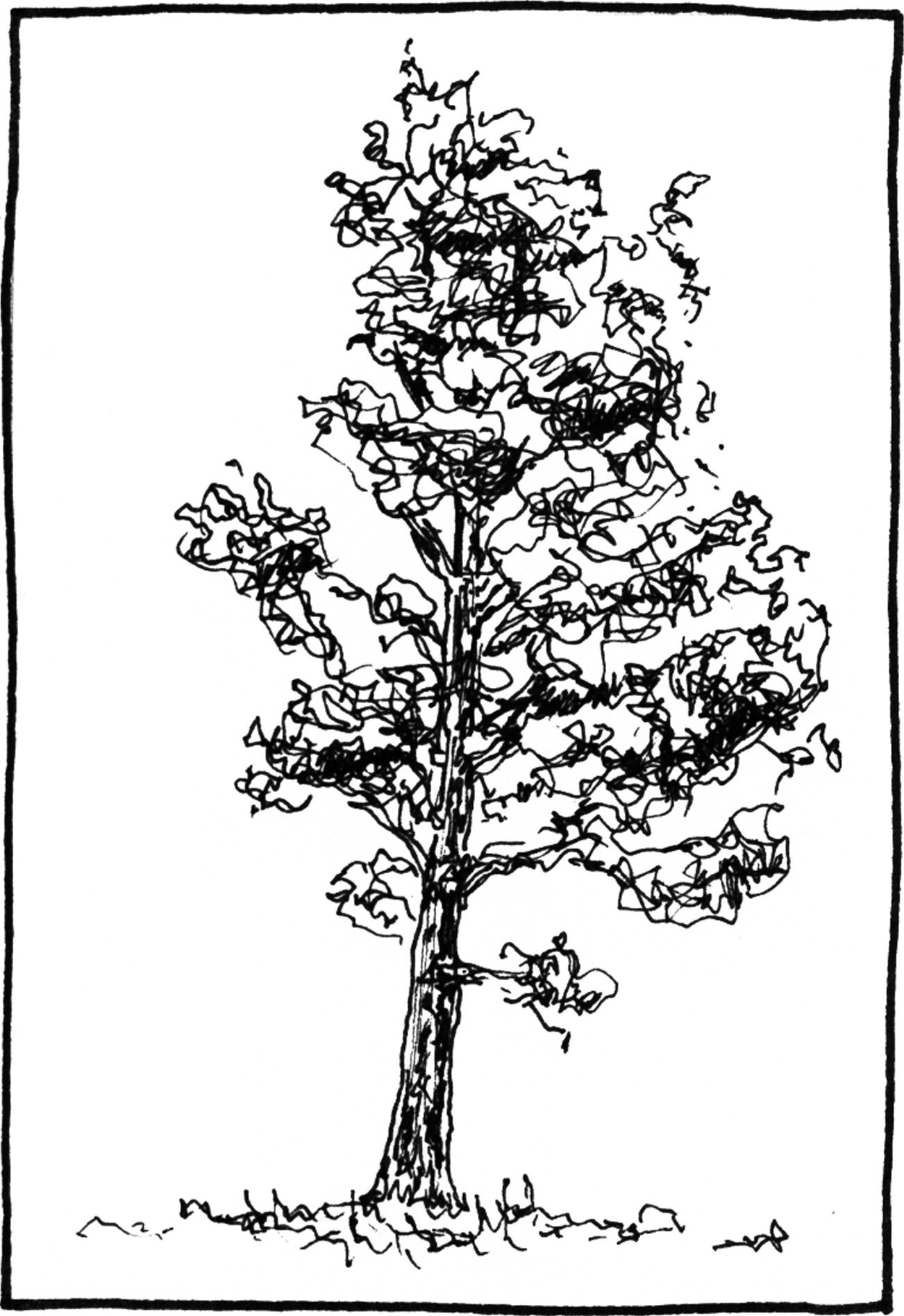 Pinus canariensis - Drawing by Camillo Visini