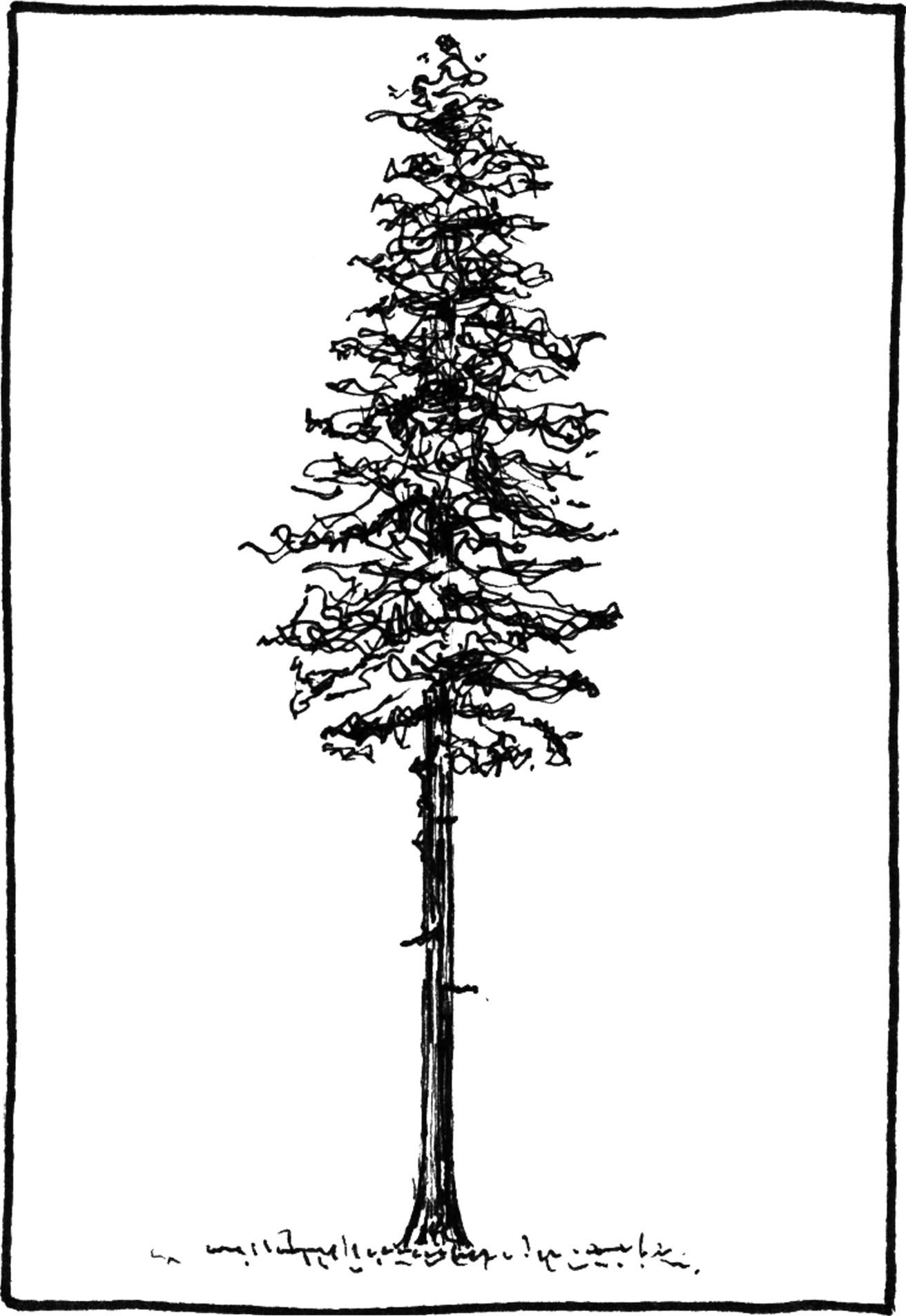 Sequoia sempervinens - Drawing by Camillo Visini