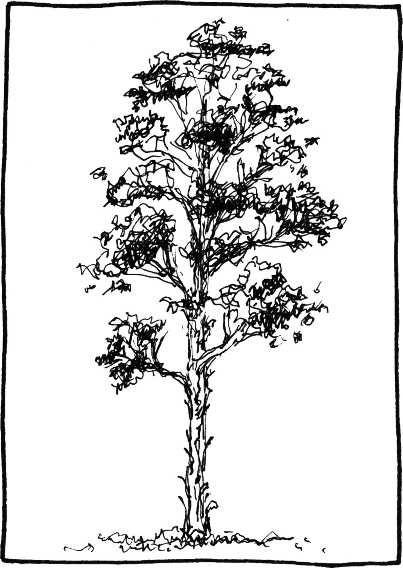 Eucalyptus globulus - Drawing by Camillo Visini