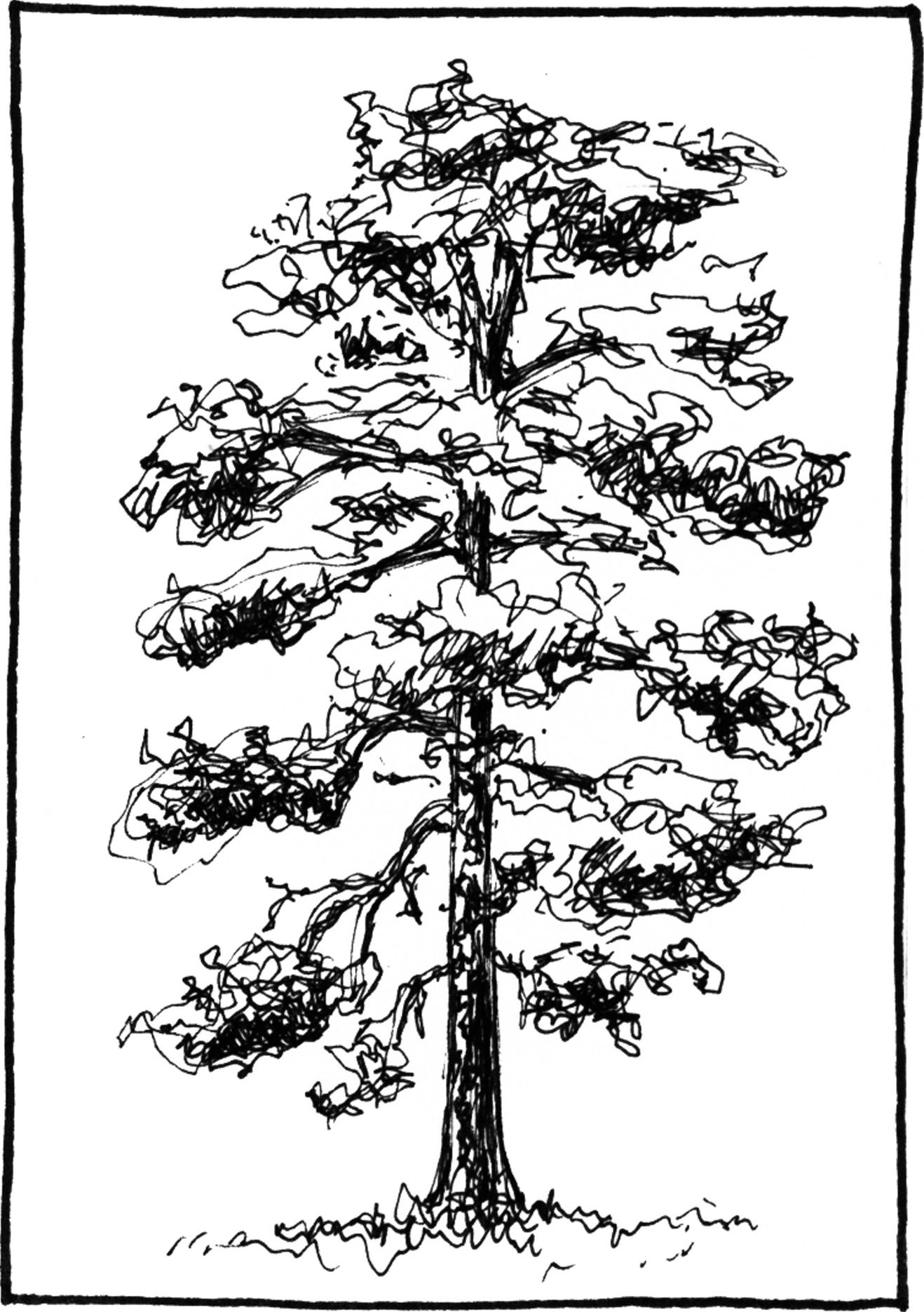 Pinus ponderosa - Drawing by Camillo Visini