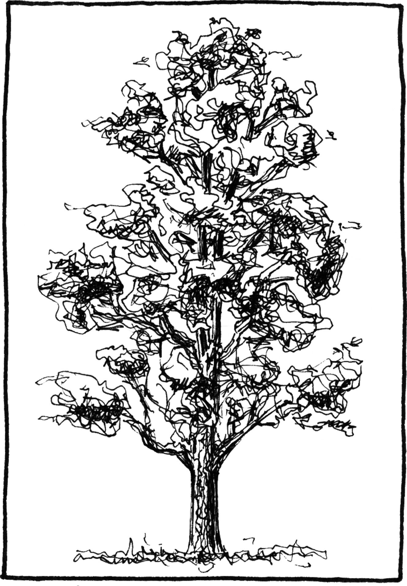 Cryptomeria japonica - Drawing by Camillo Visini