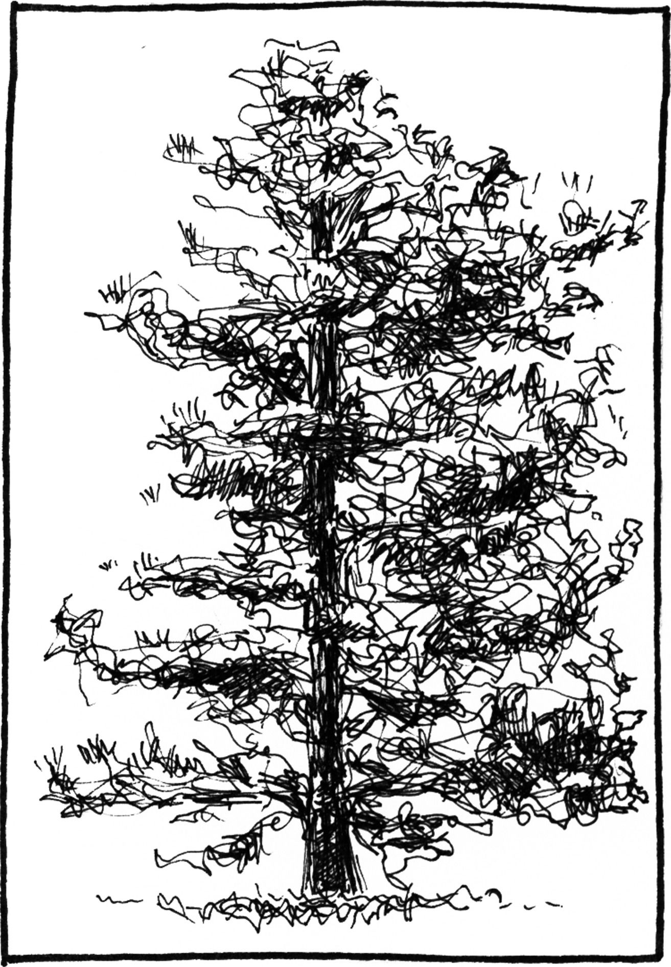Pinus taeda - Drawing by Camillo Visini