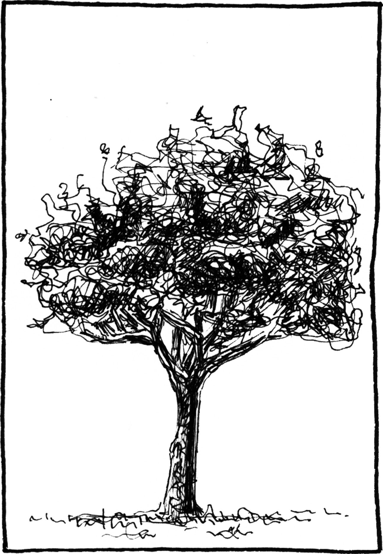 Liquidambar styraciflua - Drawing by Camillo Visini