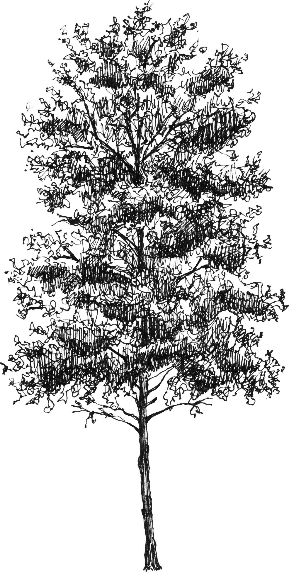 Populus tremula - Drawing by Camillo Visini