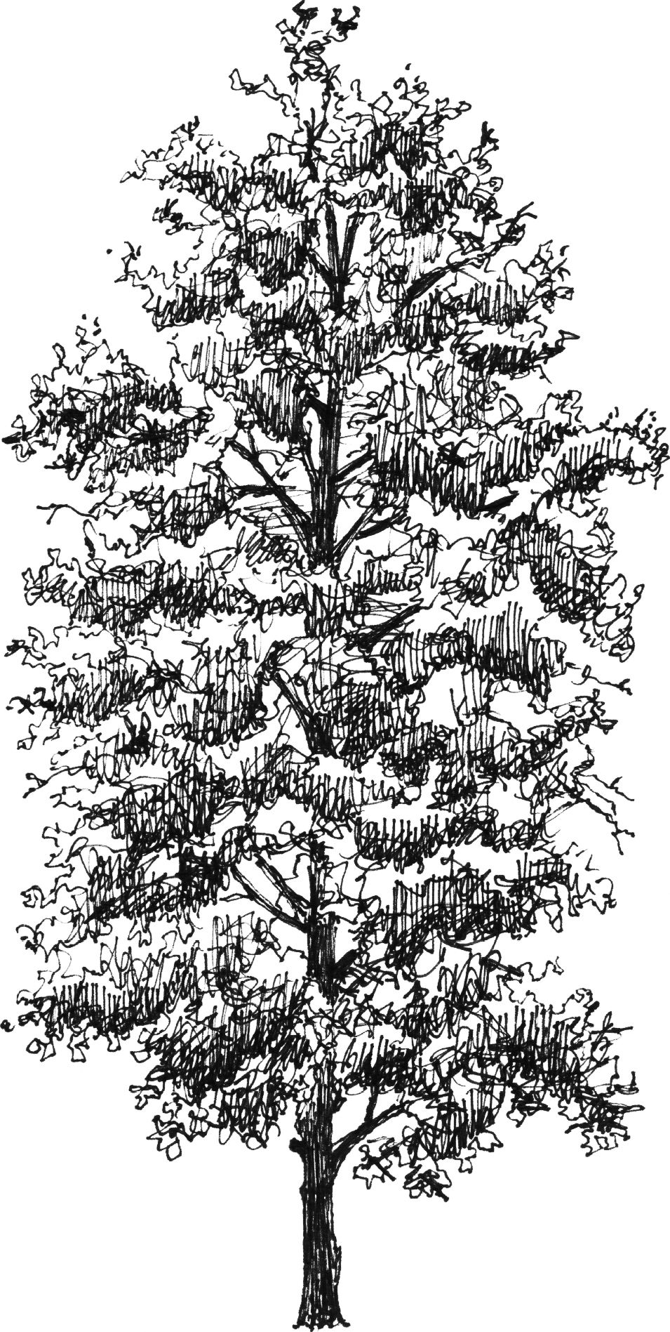 Betula pubescens - Arboretum - Baltics - Drawing by Camillo Visini
