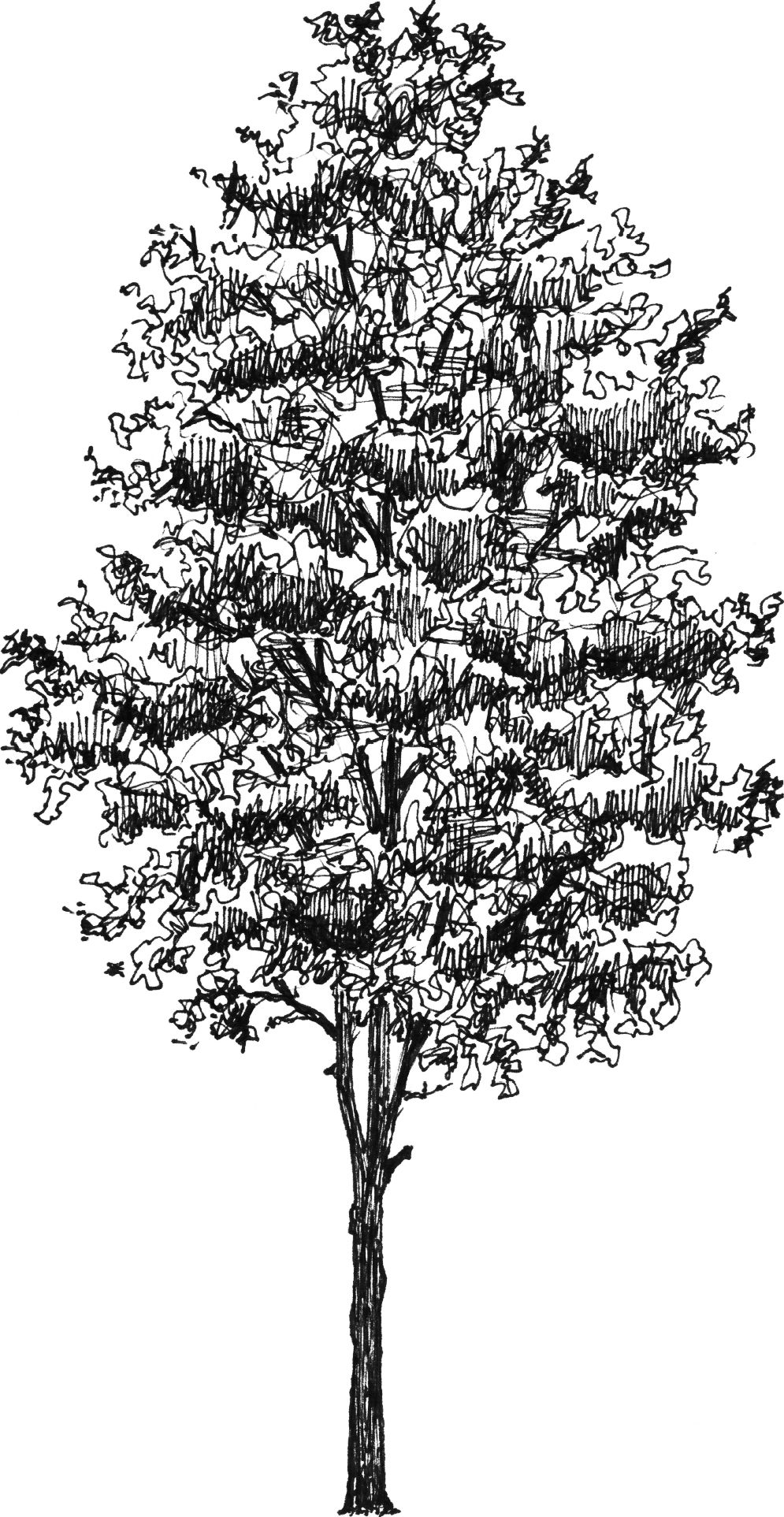 Quercus robur - Arboretum - Baltics - Drawing by Camillo Visini