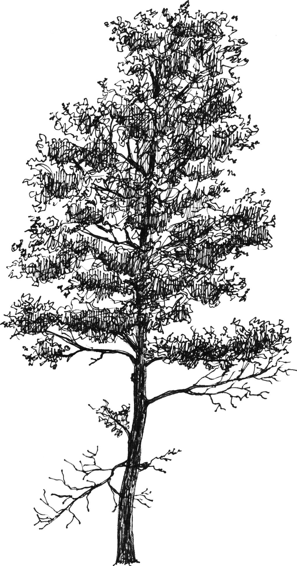 Alnus glutinosa - Drawing by Camillo Visini