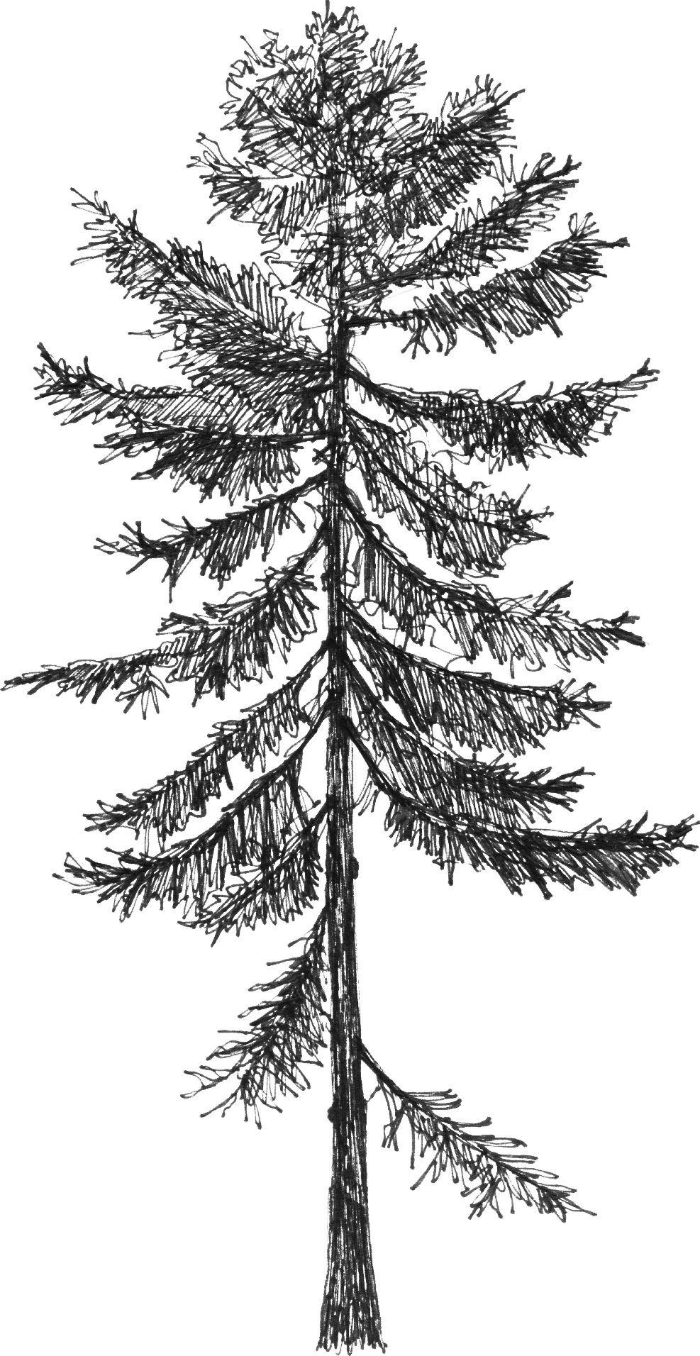 Picea abies - Arboretum - Baltics - Drawing by Camillo Visini