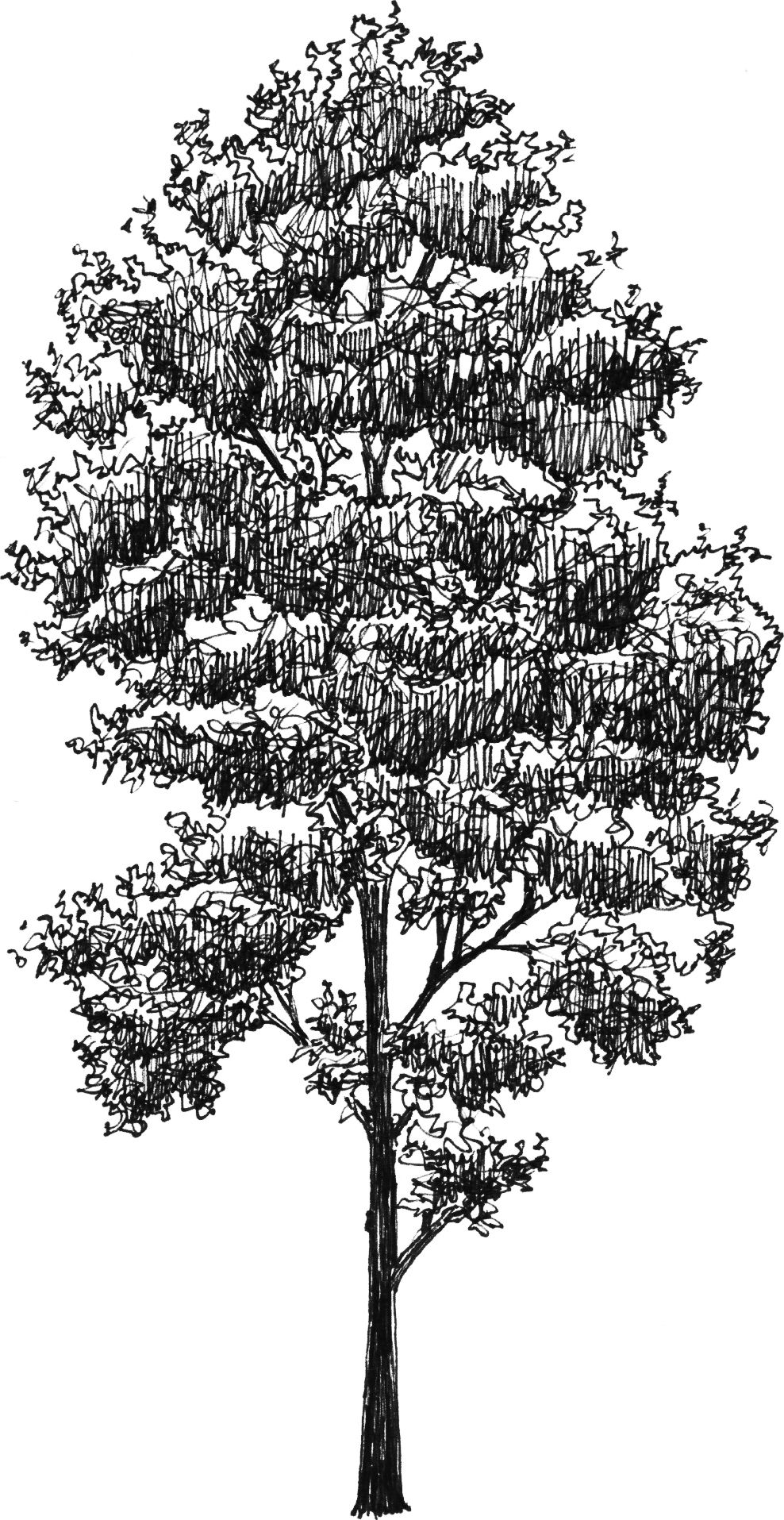 Alnus incana - Drawing by Camillo Visini