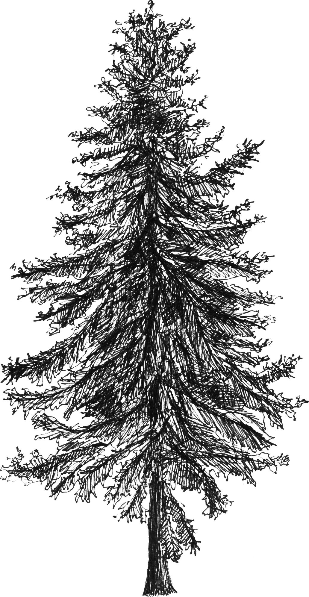 Larix decidua - Drawing by Camillo Visini