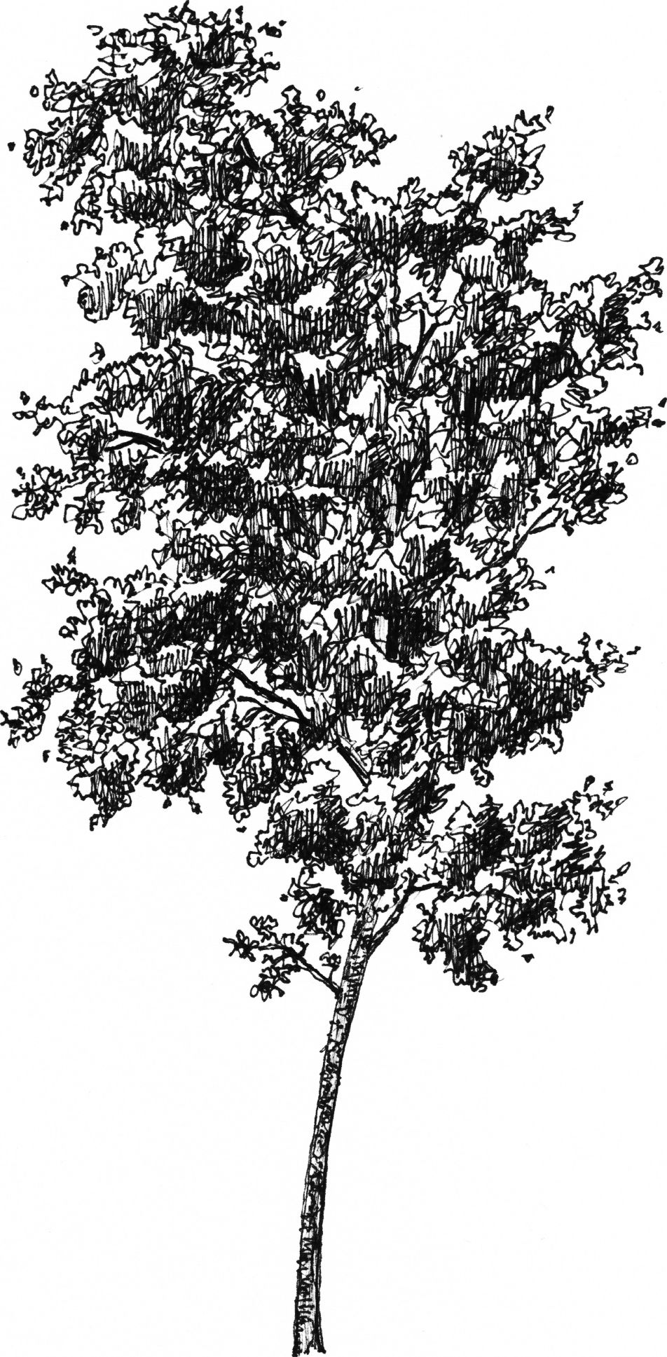 Betula pendula - Arboretum - Baltics - Drawing by Camillo Visini