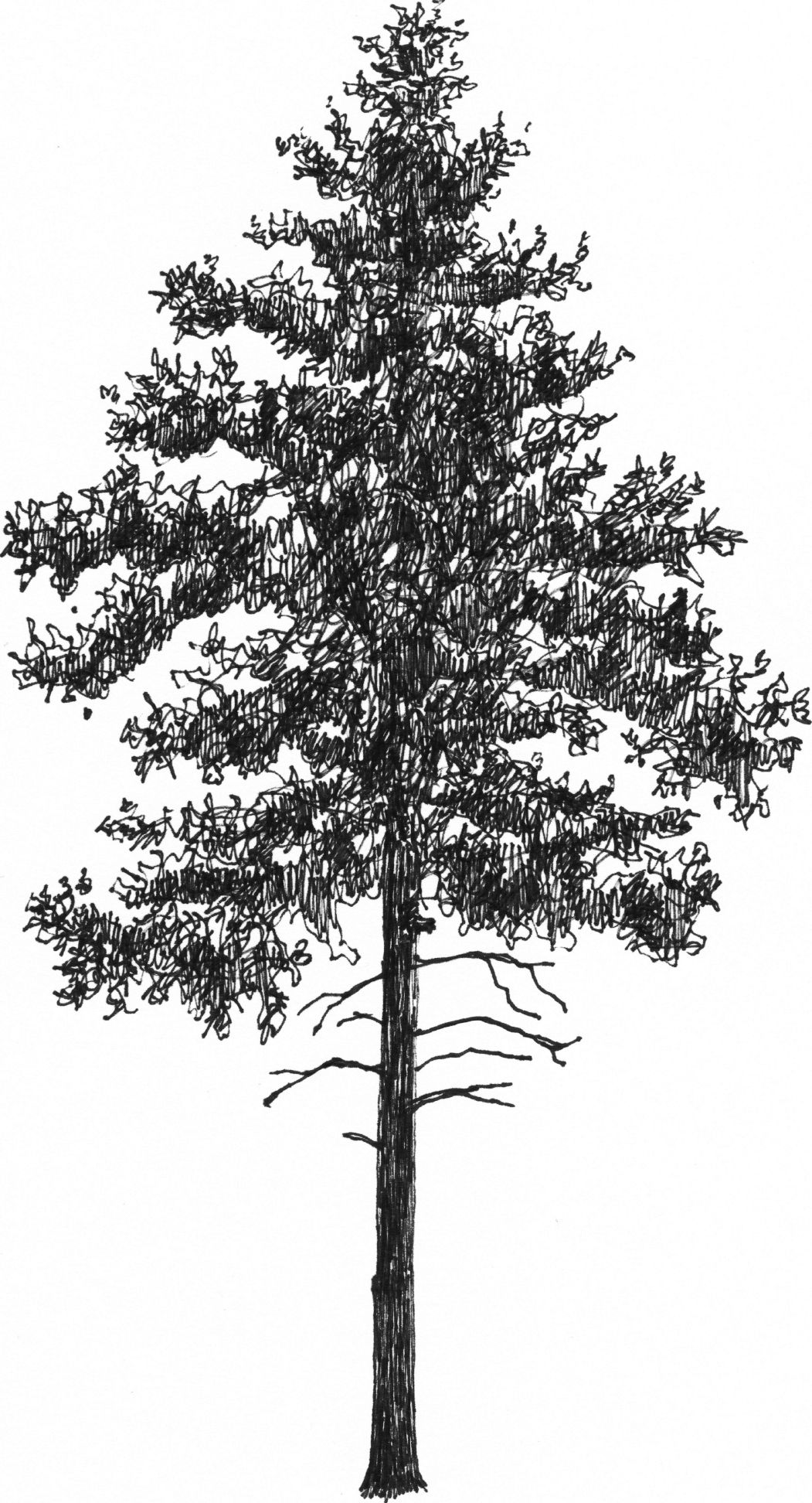Pinus sylvestris - Arboretum - Baltics - Drawing by Camillo Visini