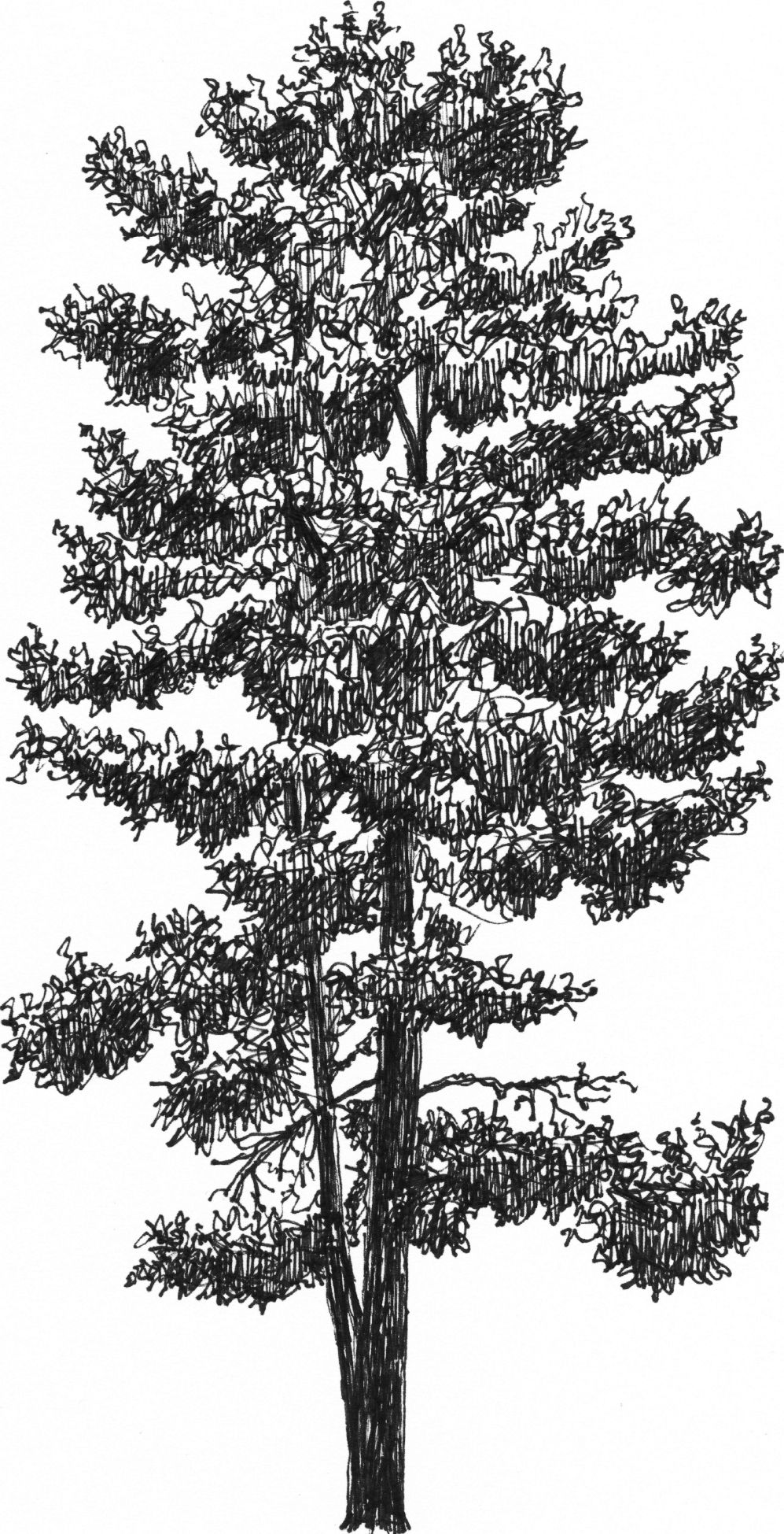 Pinus sylvestris - Arboretum - Baltics - Drawing by Camillo Visini