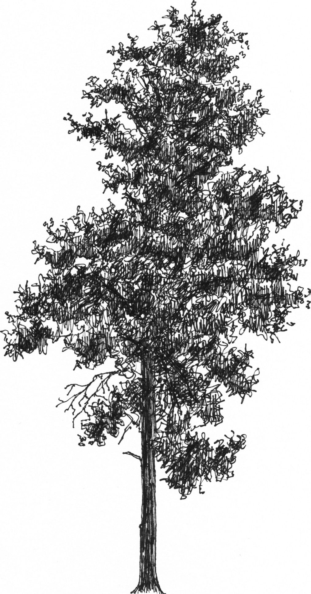 Pinus sylvestris - Drawing by Camillo Visini