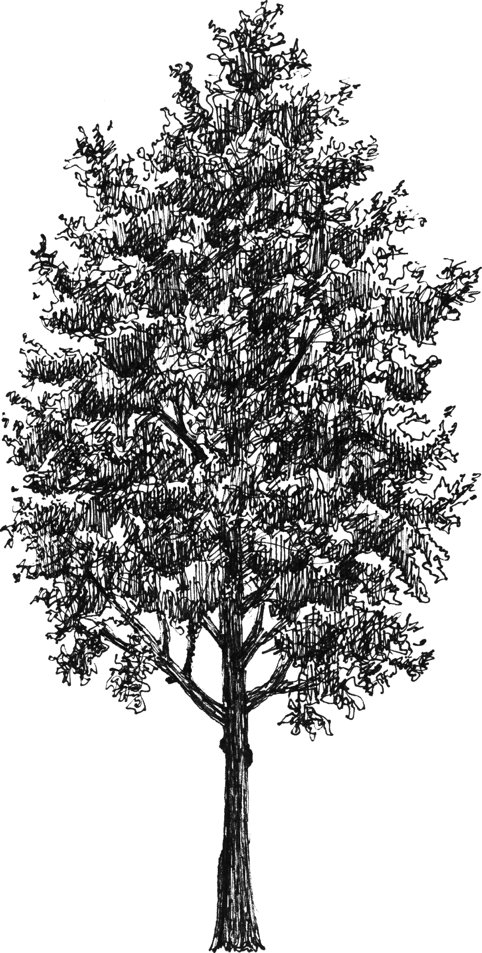 Fraxinus excelsior - Drawing by Camillo Visini
