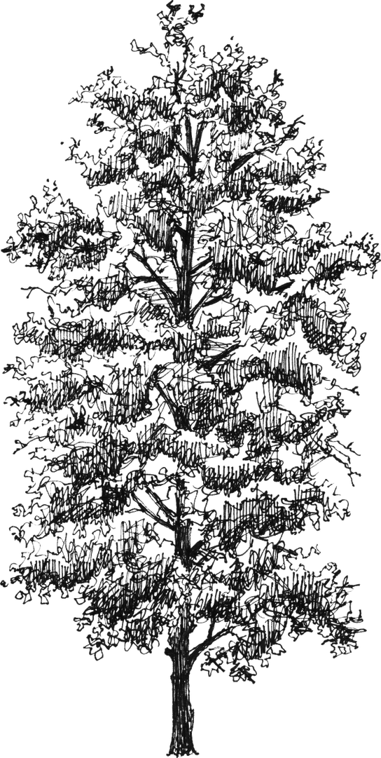 Betula pubescens - Drawing by Camillo Visini
