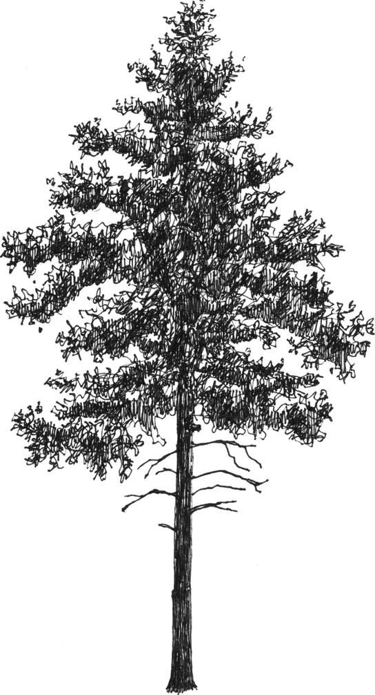 Pinus sylvestris - Drawing by Camillo Visini